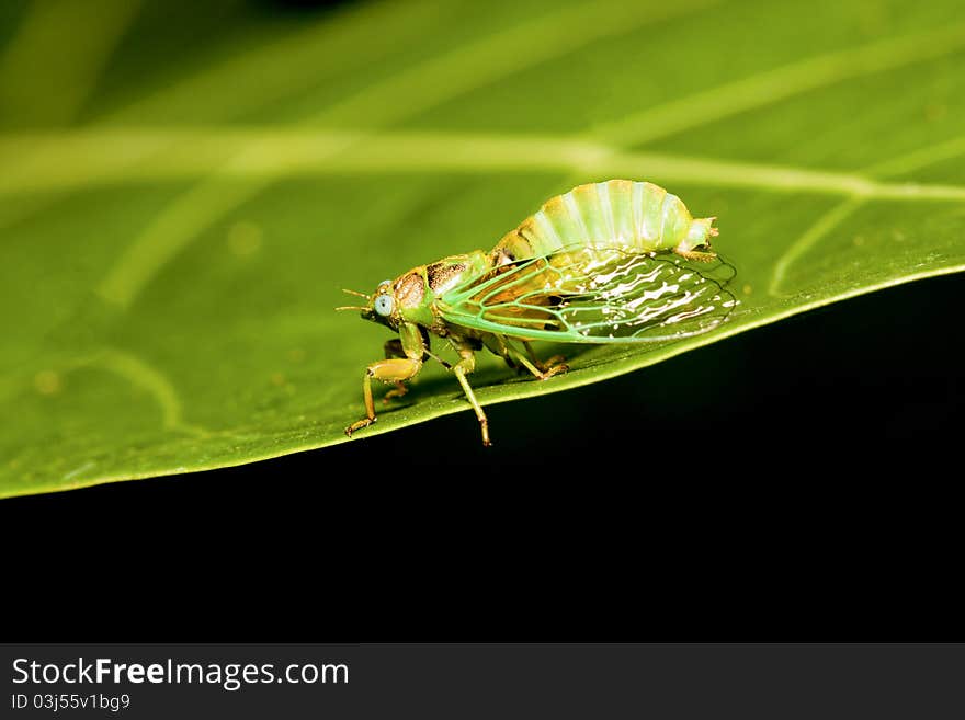 A cicadas stay on plant