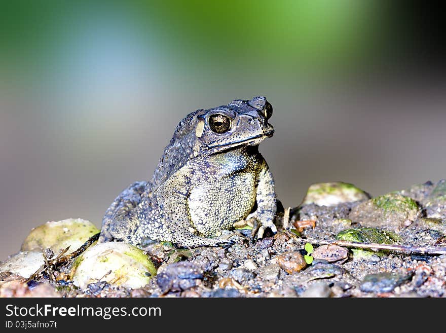 A toad rest on ground at night in summer. A toad rest on ground at night in summer