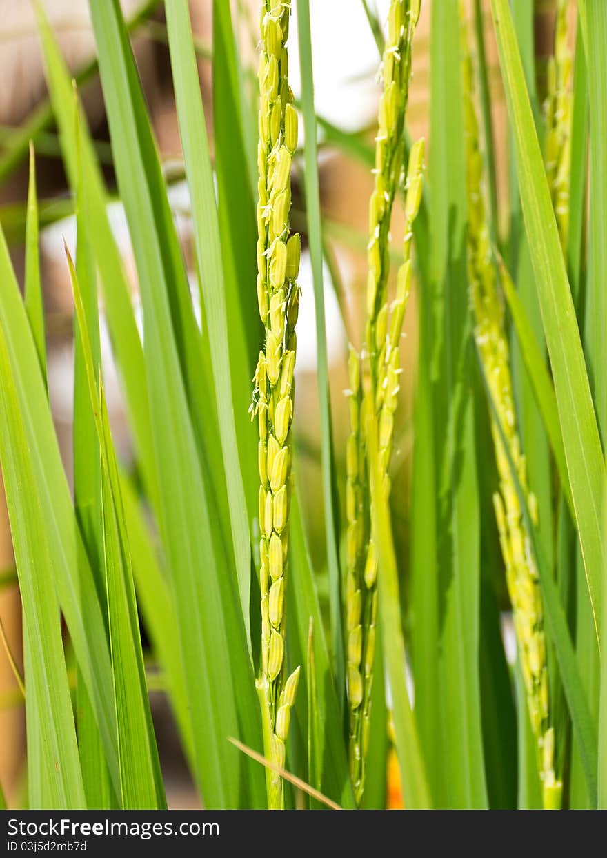 Ear of rice, green paddy