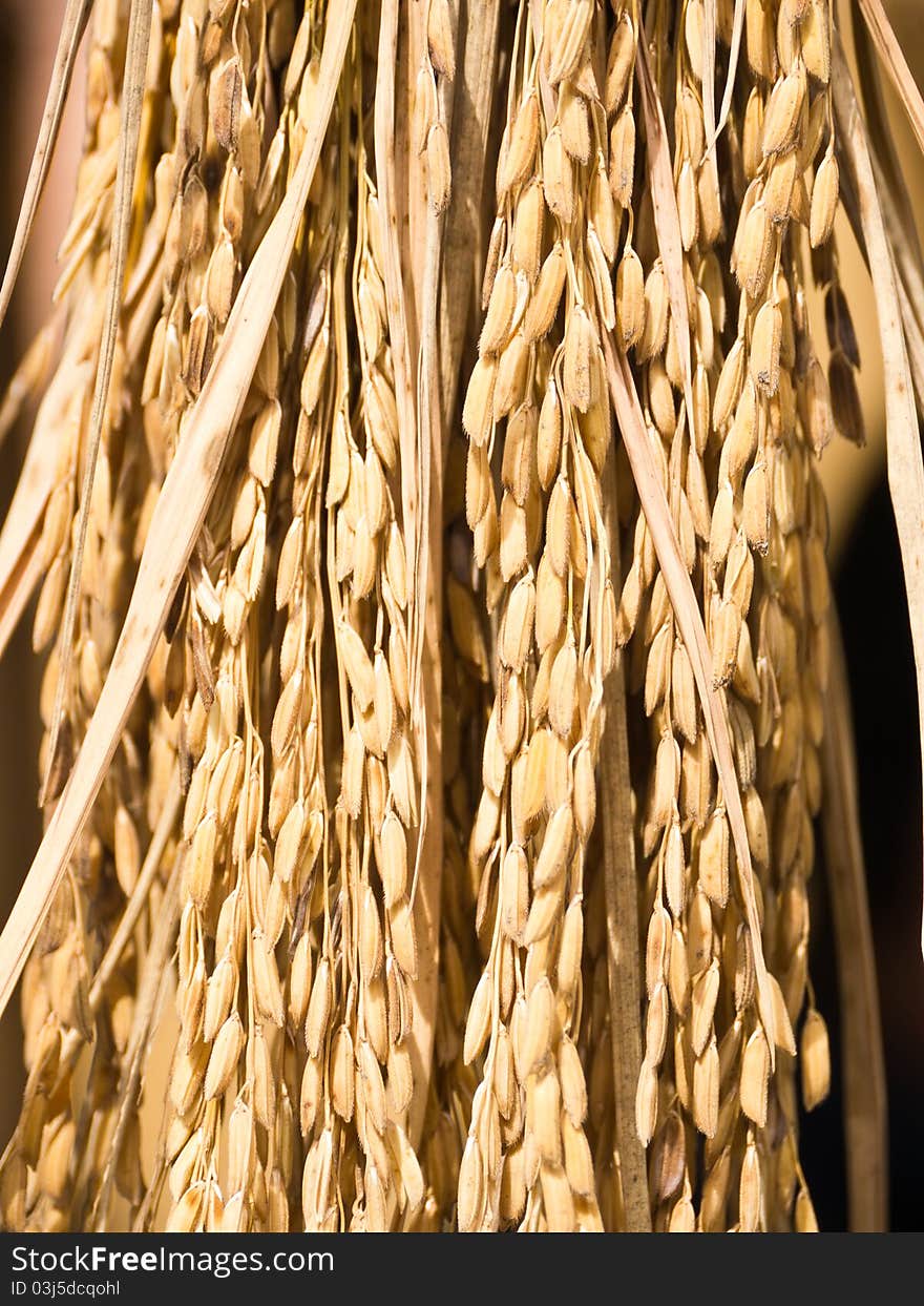 Ear of rice, brown paddy