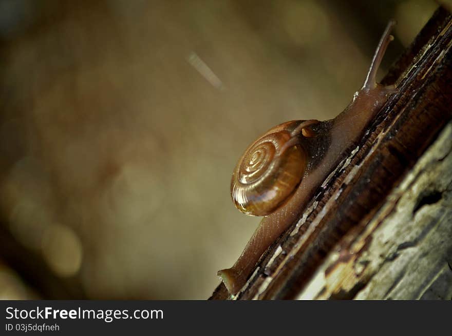 Snail Climbing A Wooden Fence