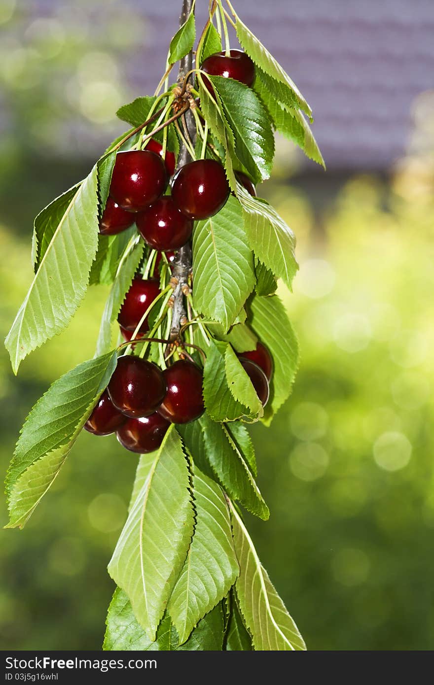 Red and sweet fresh cherries