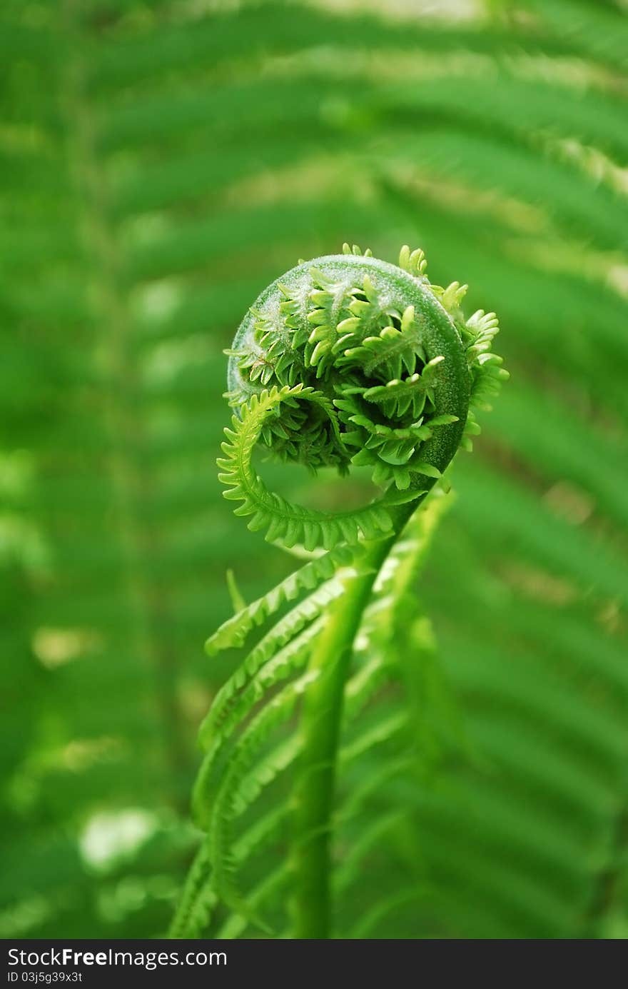 Young curly fern on blurred green background