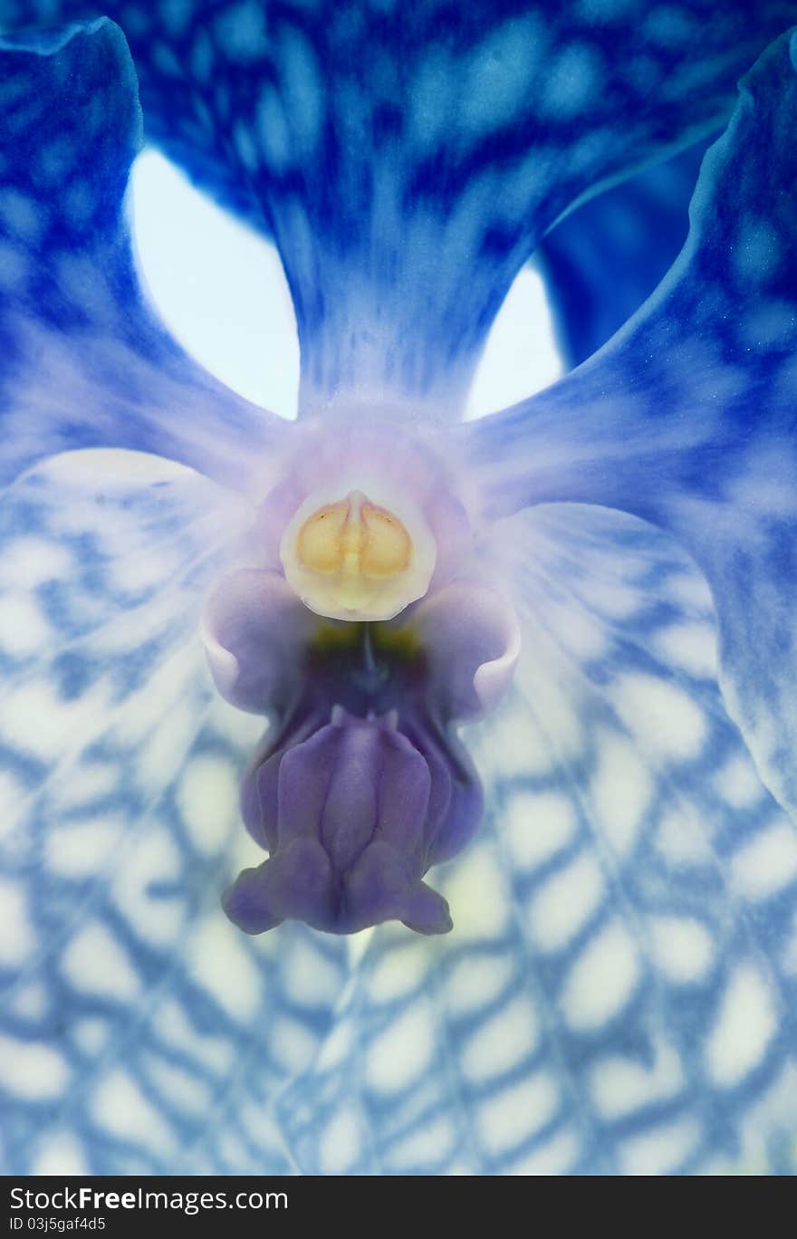 Blue orchid close-up