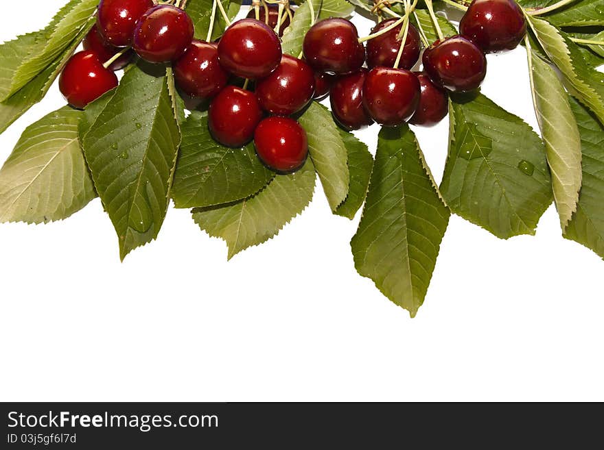 Red And Sweet Fresh Cherries