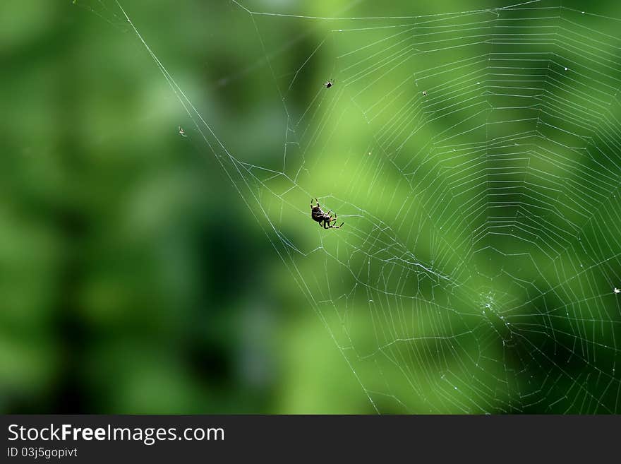 Spider and cobweb