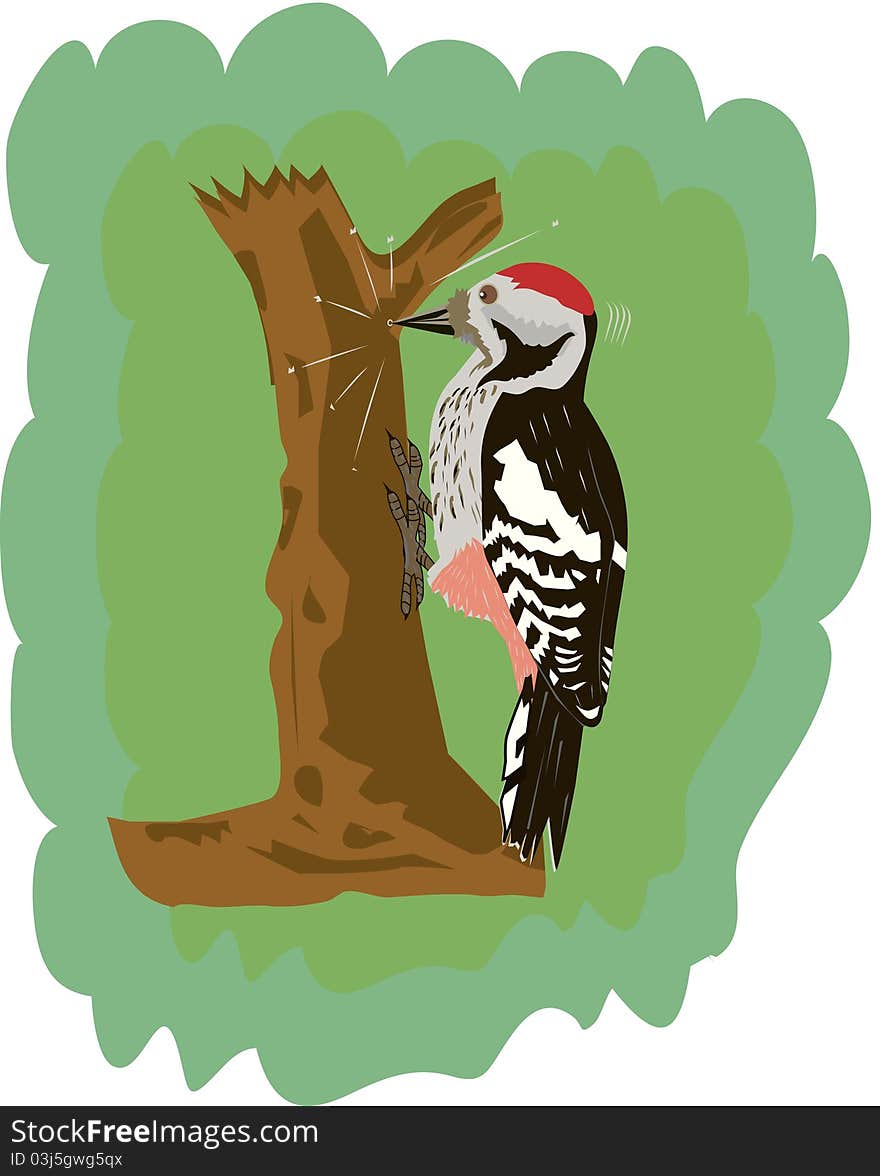 Woodpecker