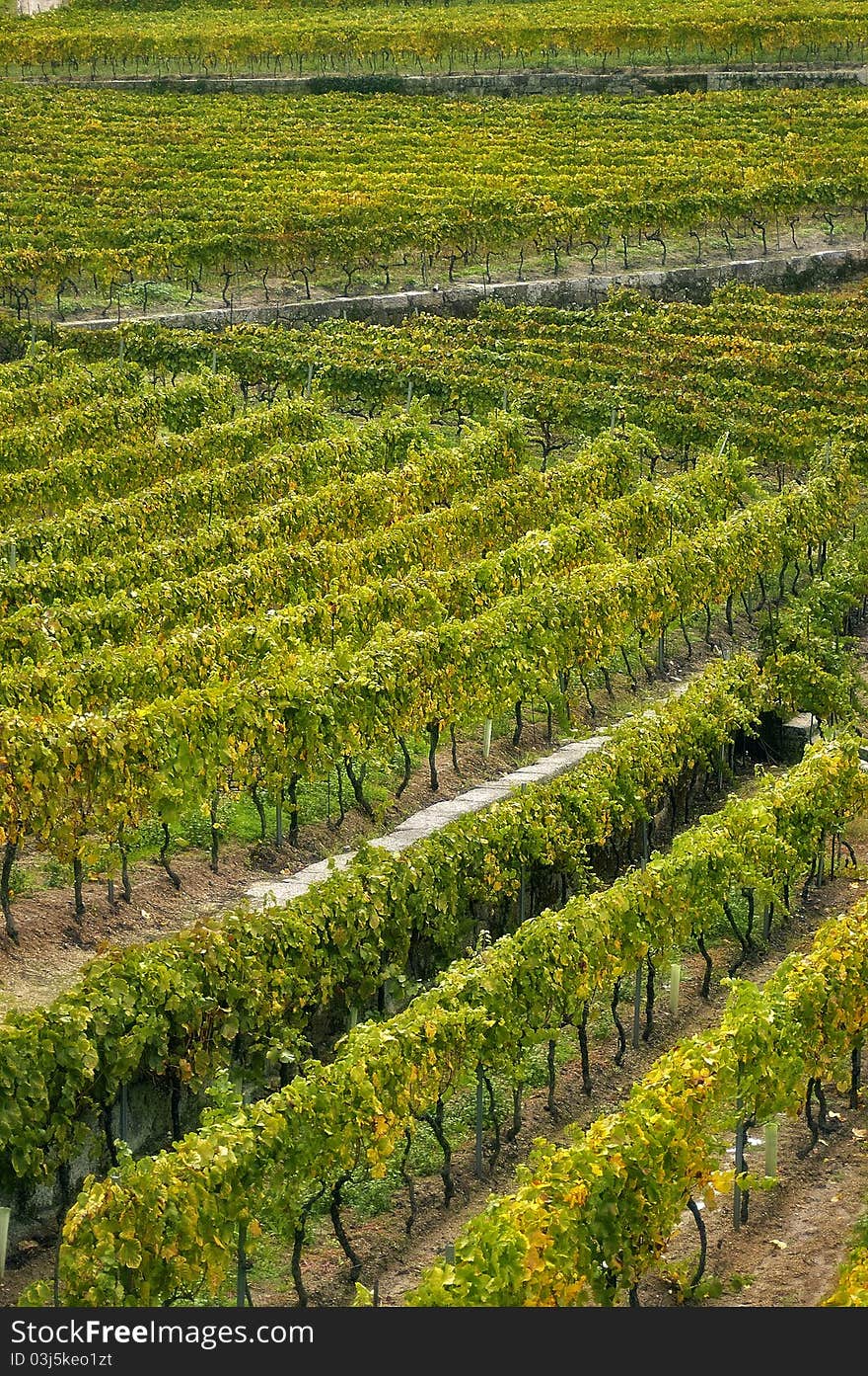 Cultivation of grapes on trellises. Cultivation of grapes on trellises