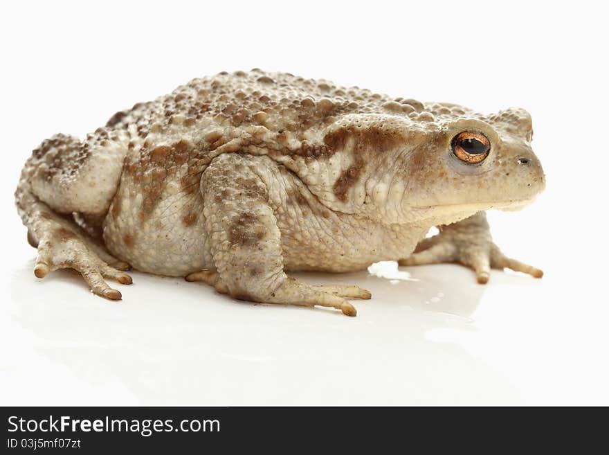 Toad (bufo bufo)