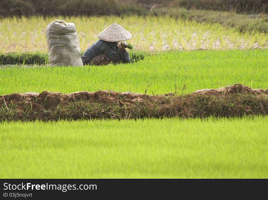 Paddy Fields