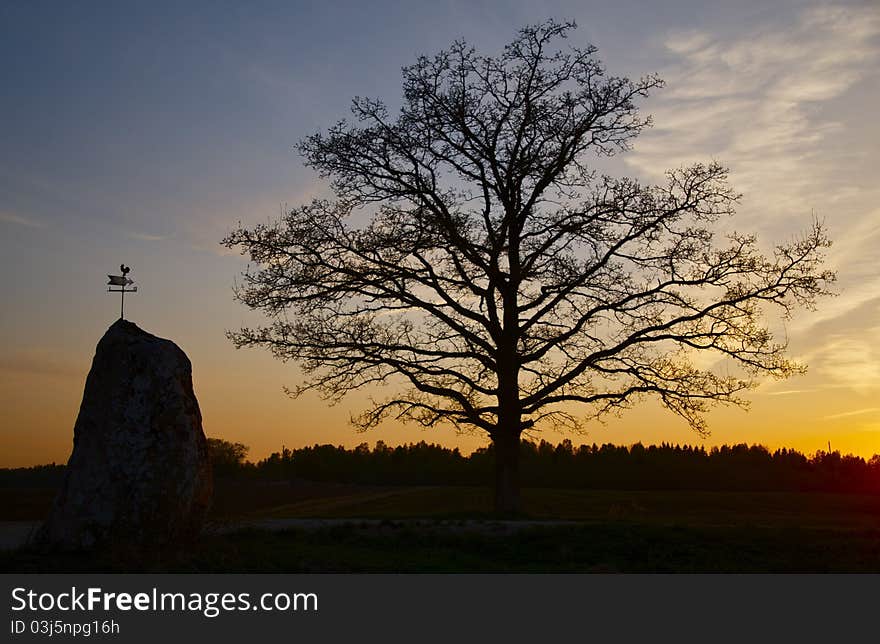 Sunset with lonely tree. Presented stone has a windflag. Sunset with lonely tree. Presented stone has a windflag