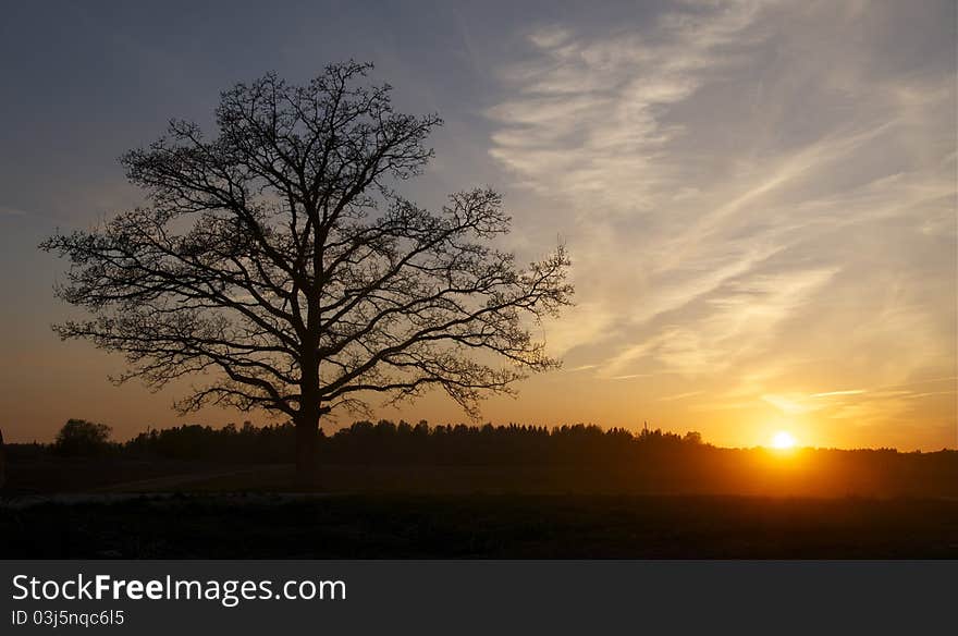 Sunset view in the field by a lonely tree. Sunset view in the field by a lonely tree