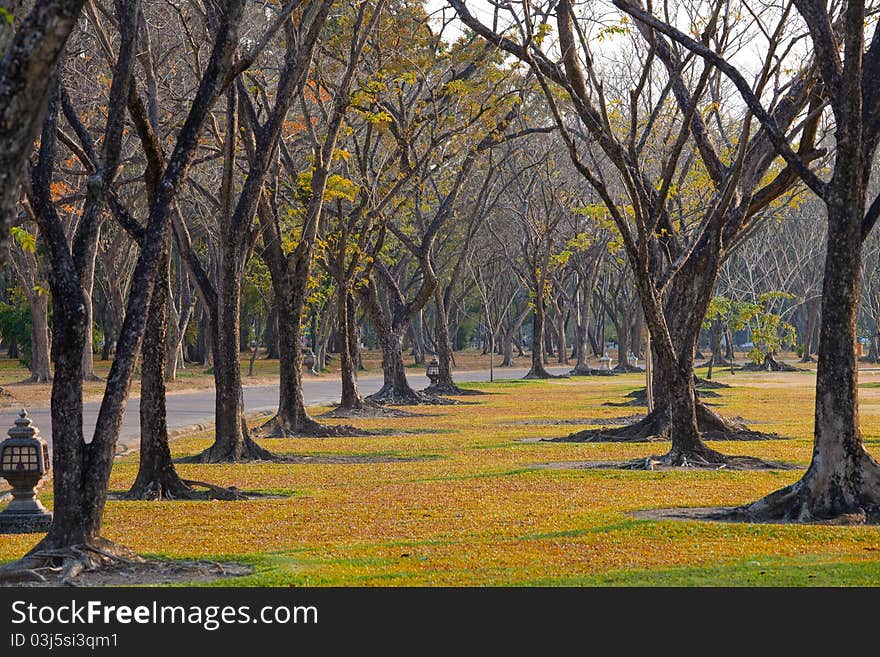 Beautiful autumn wayside trees in Thailand