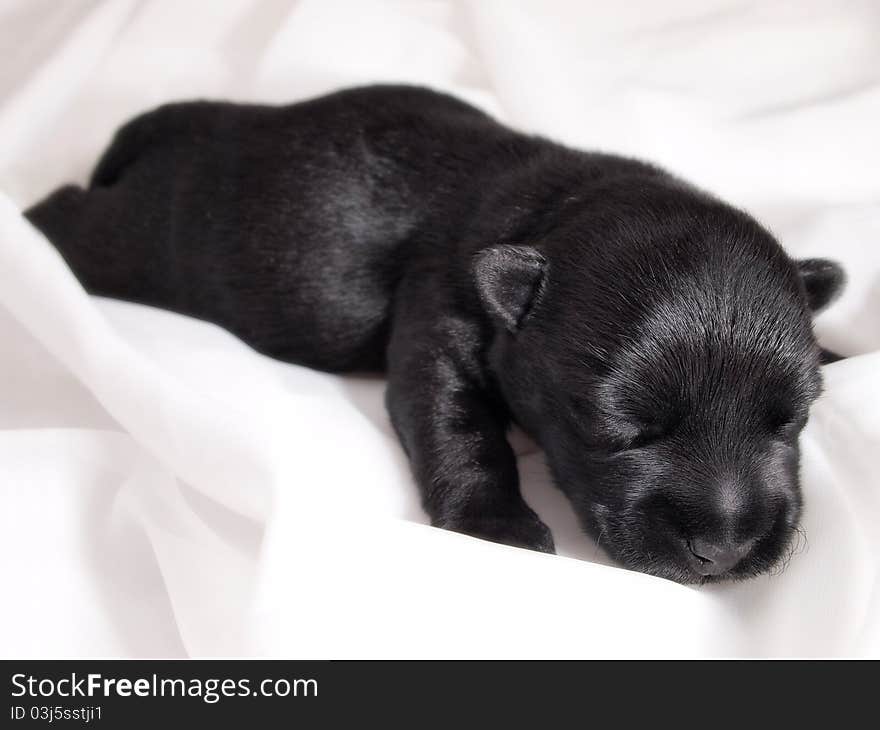 Sweet little black Scottish Terrier puppy