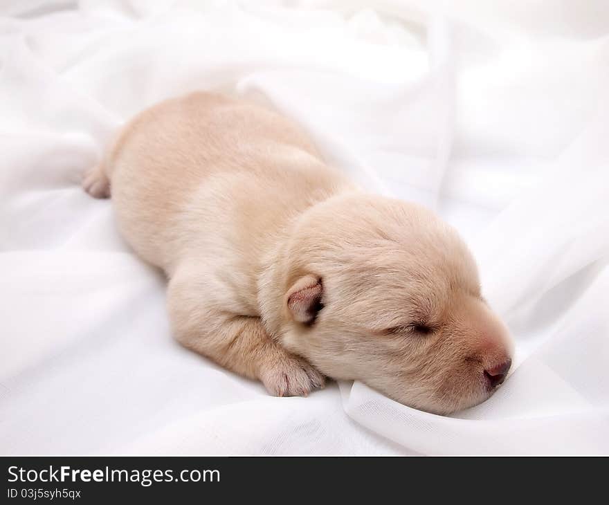 Sweet little wheaten Scottish Terrier puppy