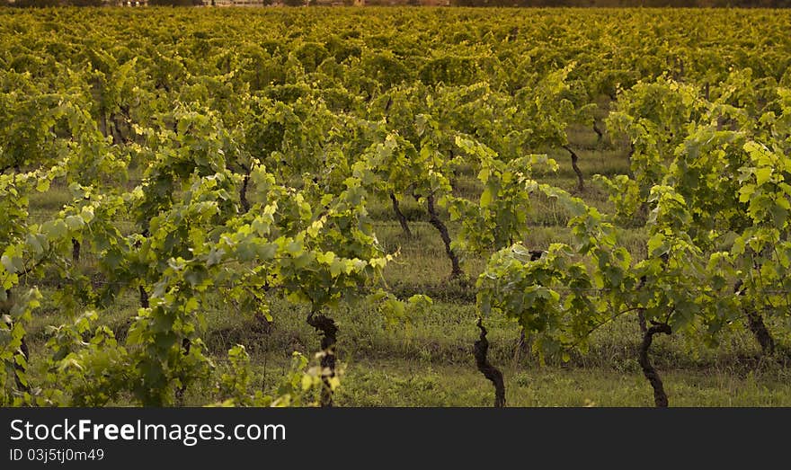 Growing Chianti Vines