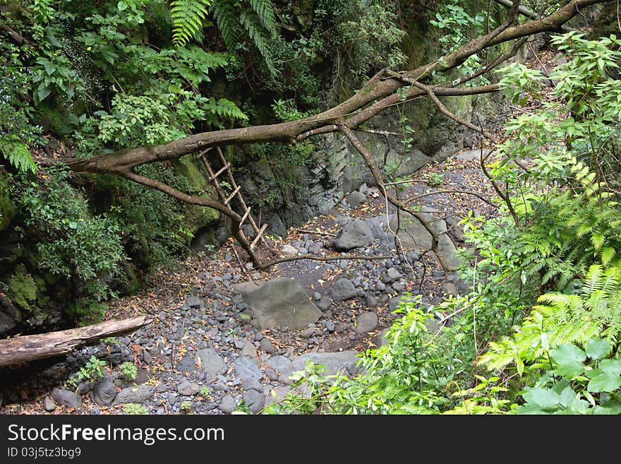 River Bed With Wooden Ladder In The Woods