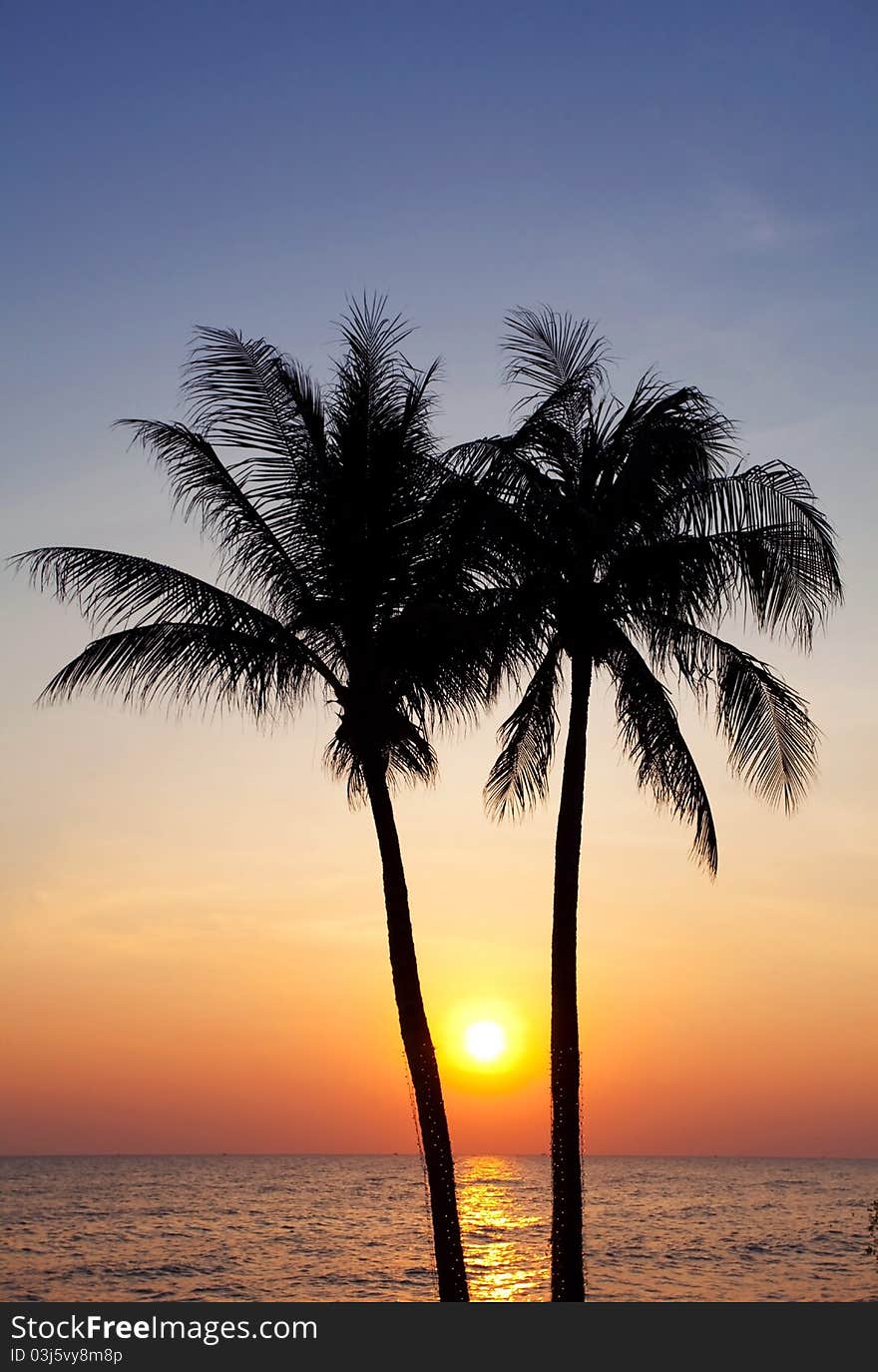 Palm forest silhouettes on sunrise