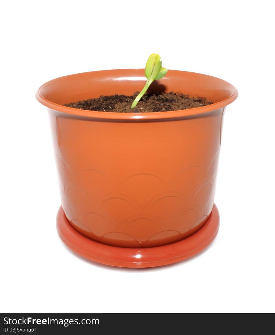 Green Sprout In The Flower Pot