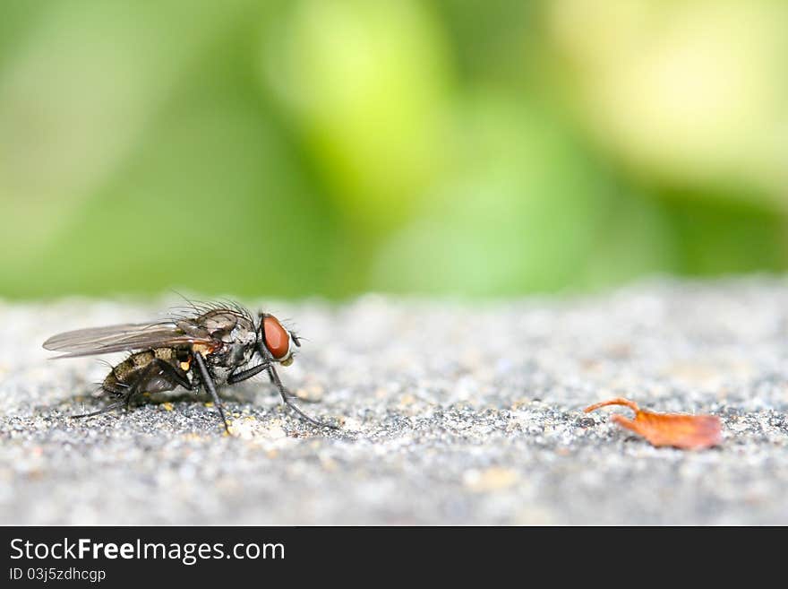 Close up of fly and leaf fragment