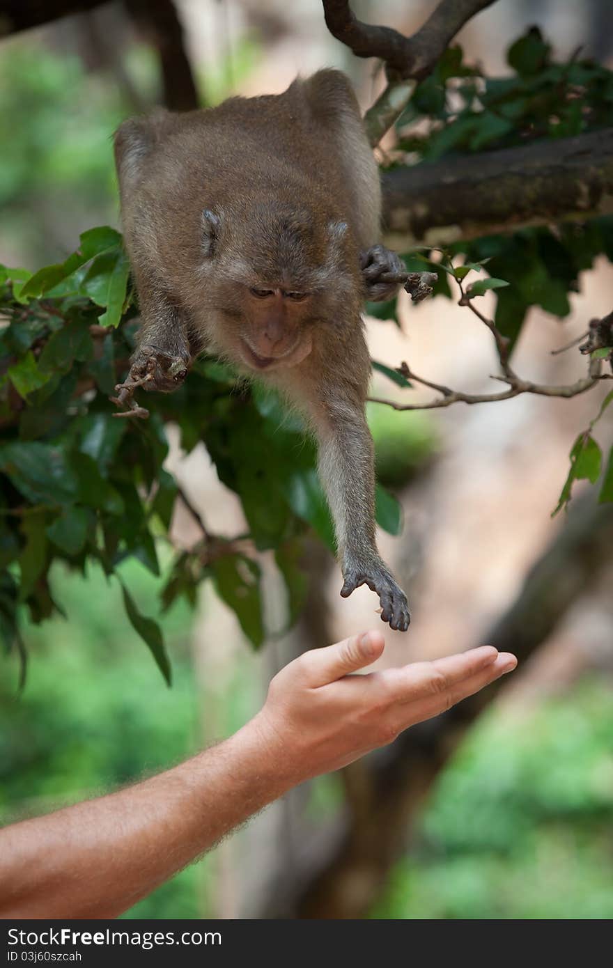 View of  nice wild monkey natural tropical environment. View of  nice wild monkey natural tropical environment