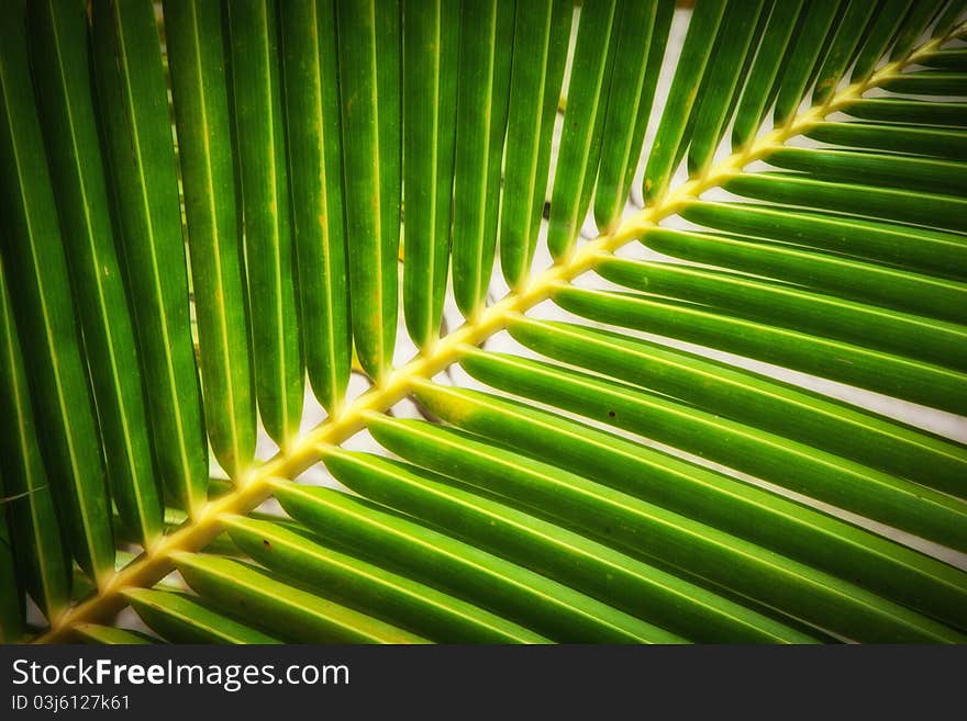 Close up view of nice green palm leaf on white back