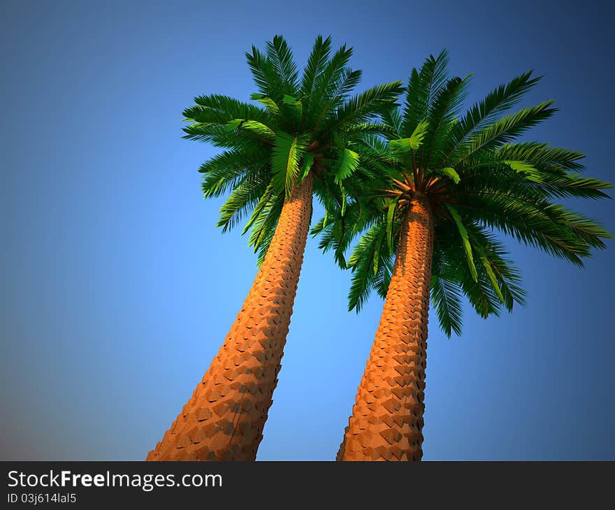 Palm Tree