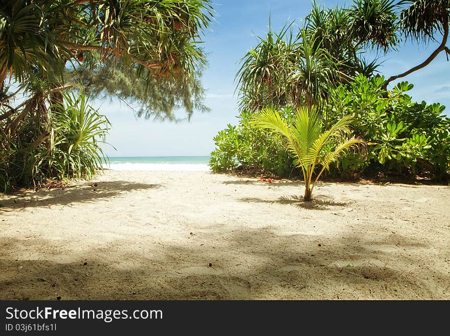 Fragment like View of nice tropical coast with some palm. Fragment like View of nice tropical coast with some palm