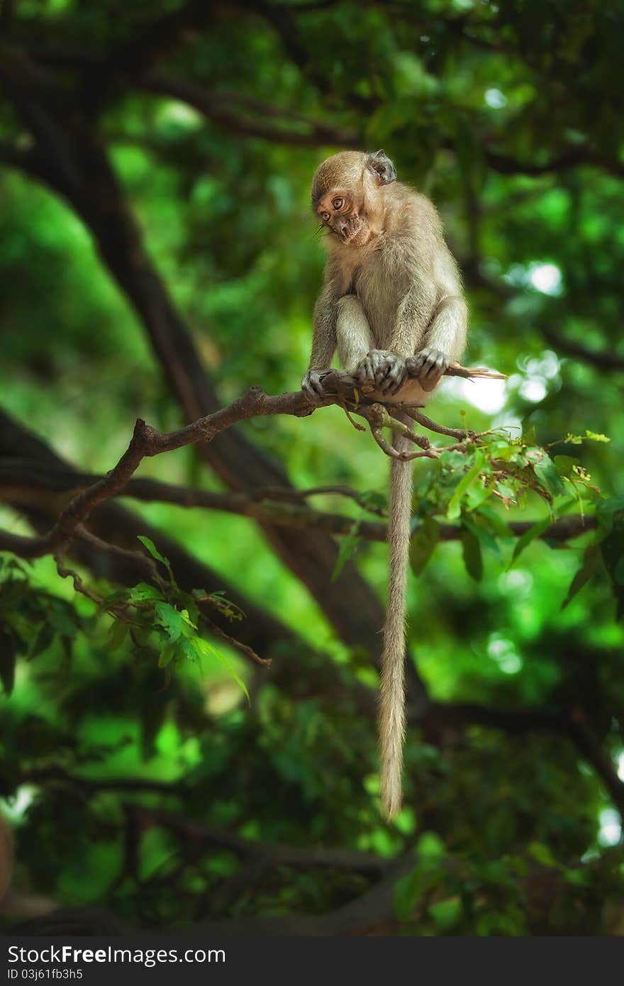 View of nice wild monkey natural tropical environment