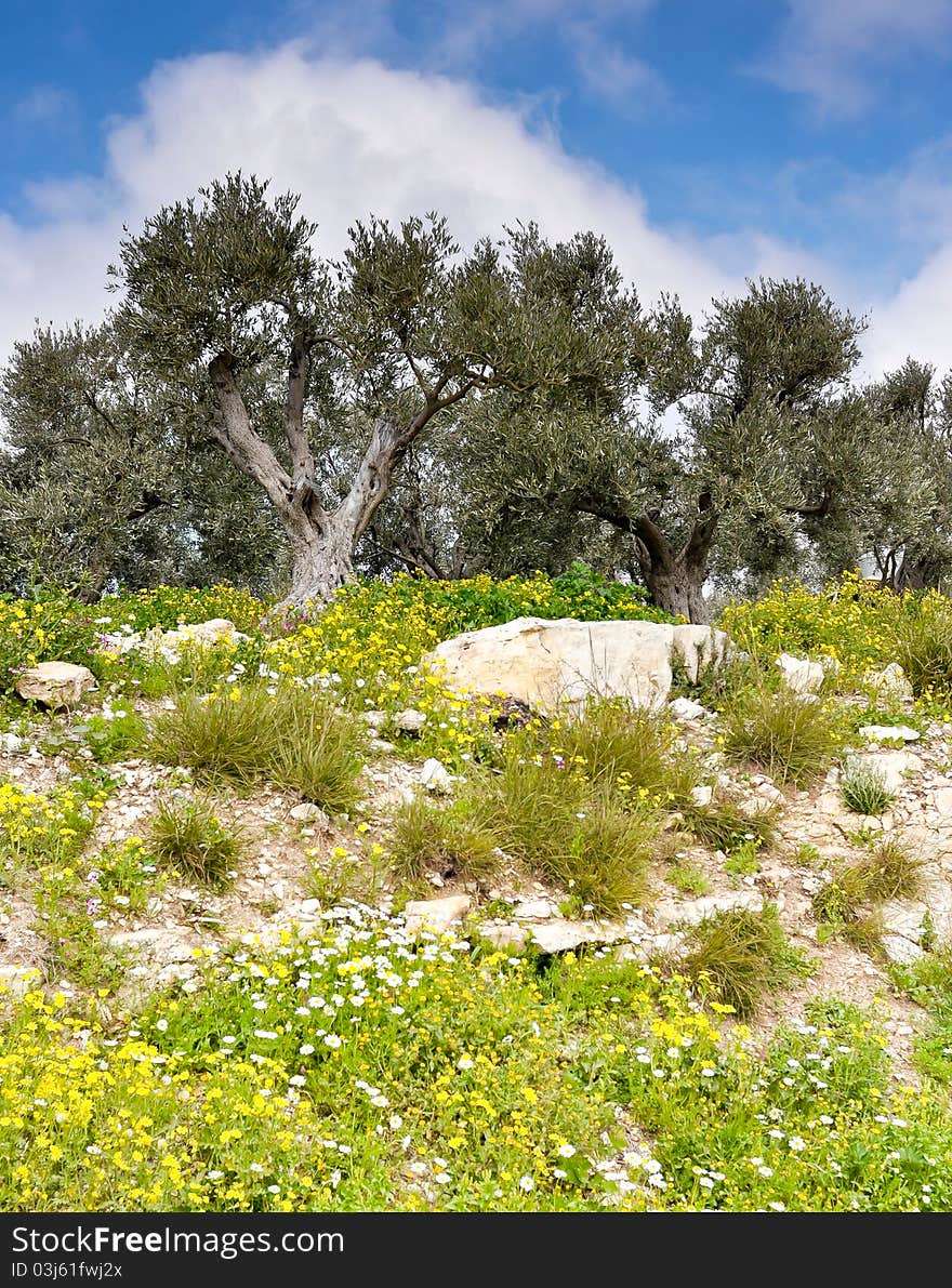 Olive trees 011