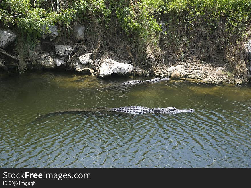 Alligator