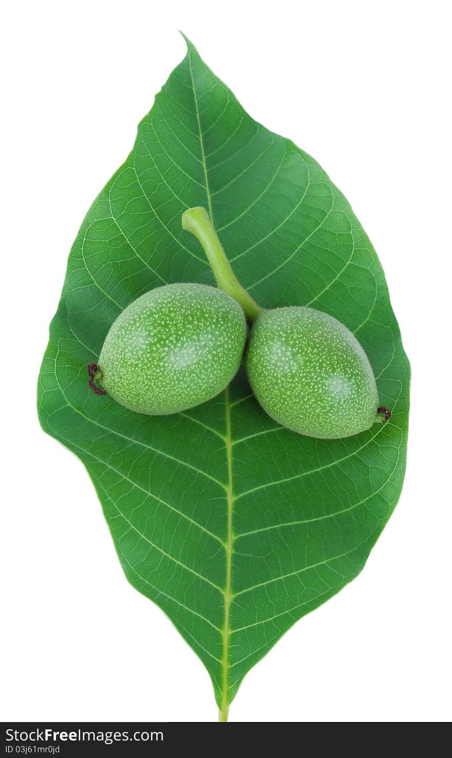 Green walnut fruits isolated on a white. Green walnut fruits isolated on a white