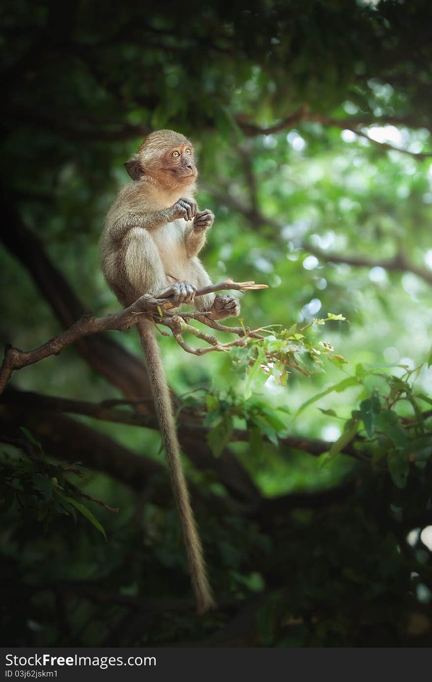 View of  nice wild monkey natural tropical environment. View of  nice wild monkey natural tropical environment