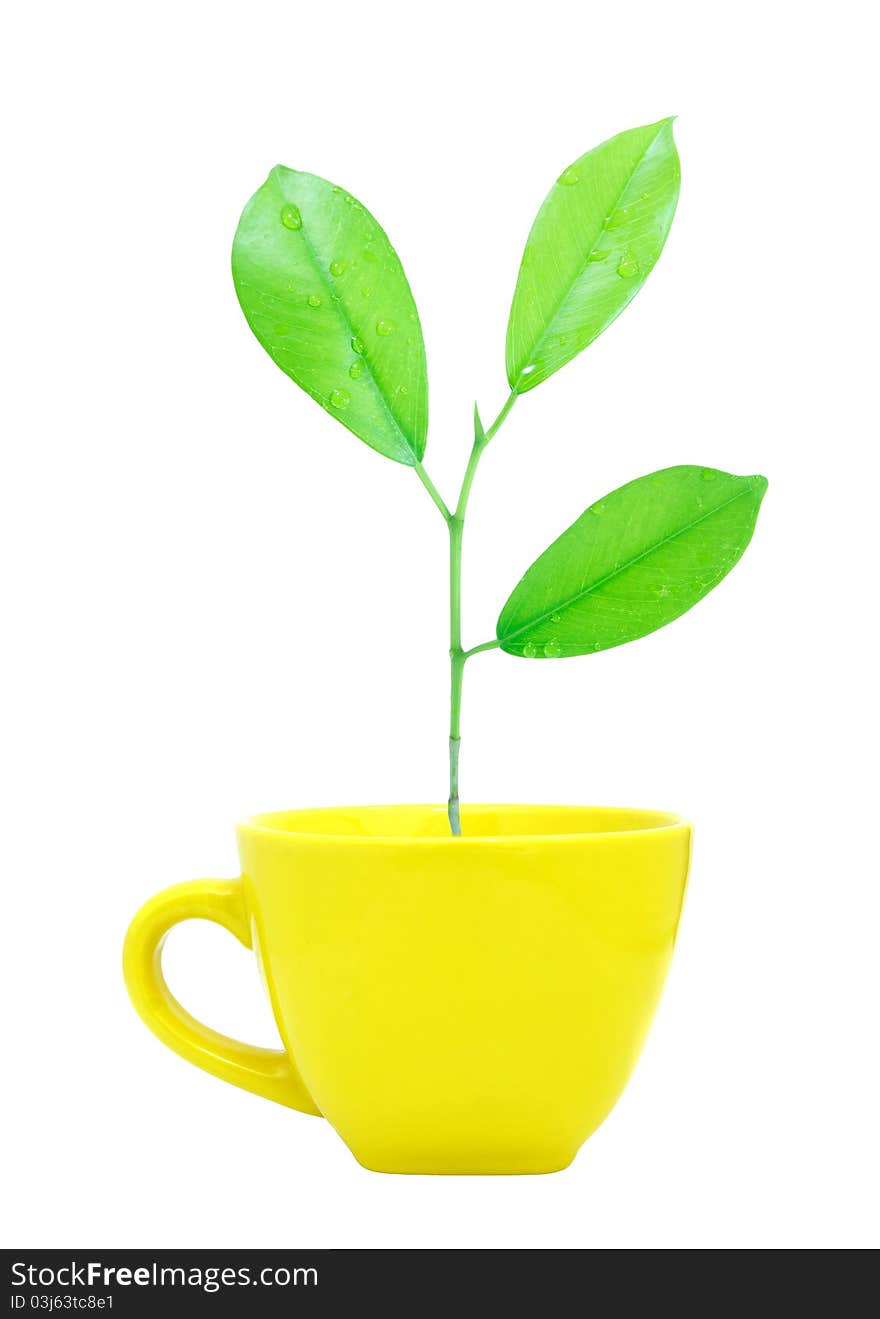 Trees growing in a cup isolated on white