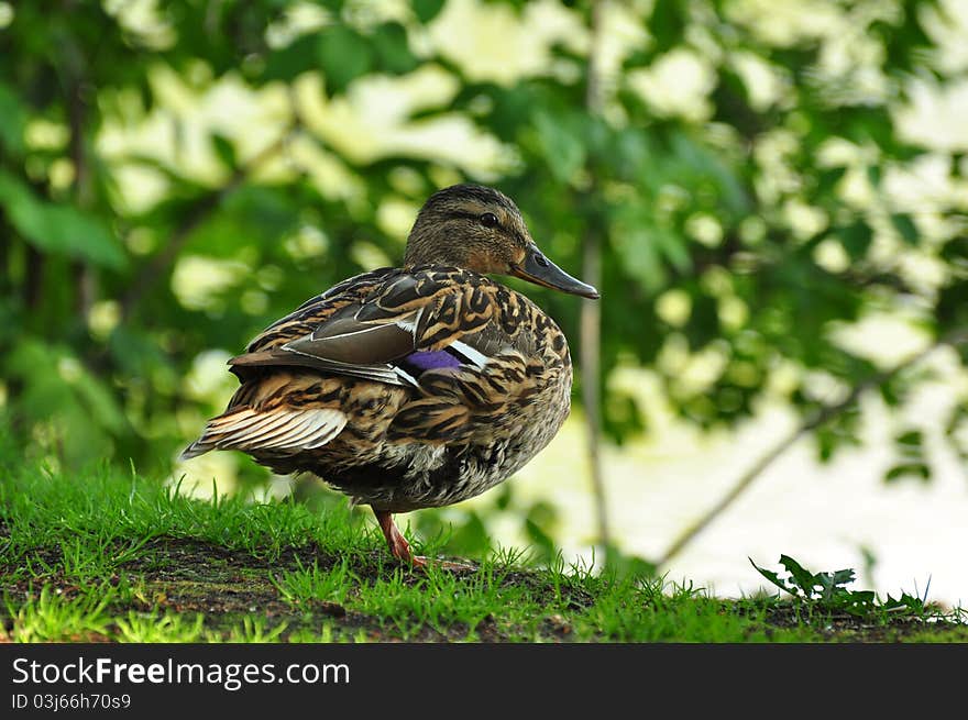 Mallard