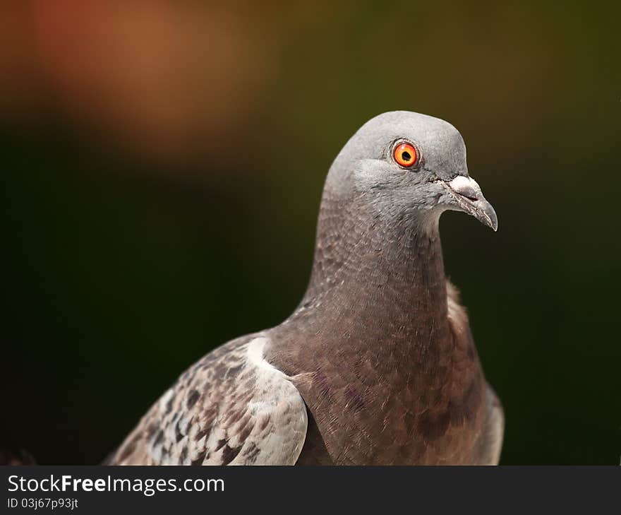 Pigeon (Columba livia); neutral background