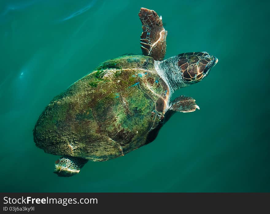 Green Sea Turtle