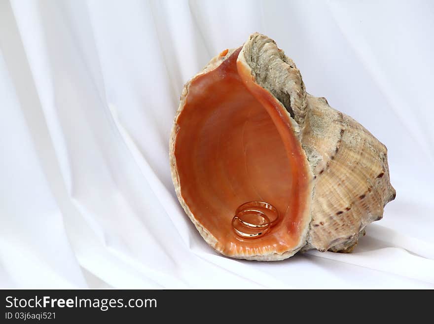 Wedding rings in a seashell on neutral background. Wedding rings in a seashell on neutral background