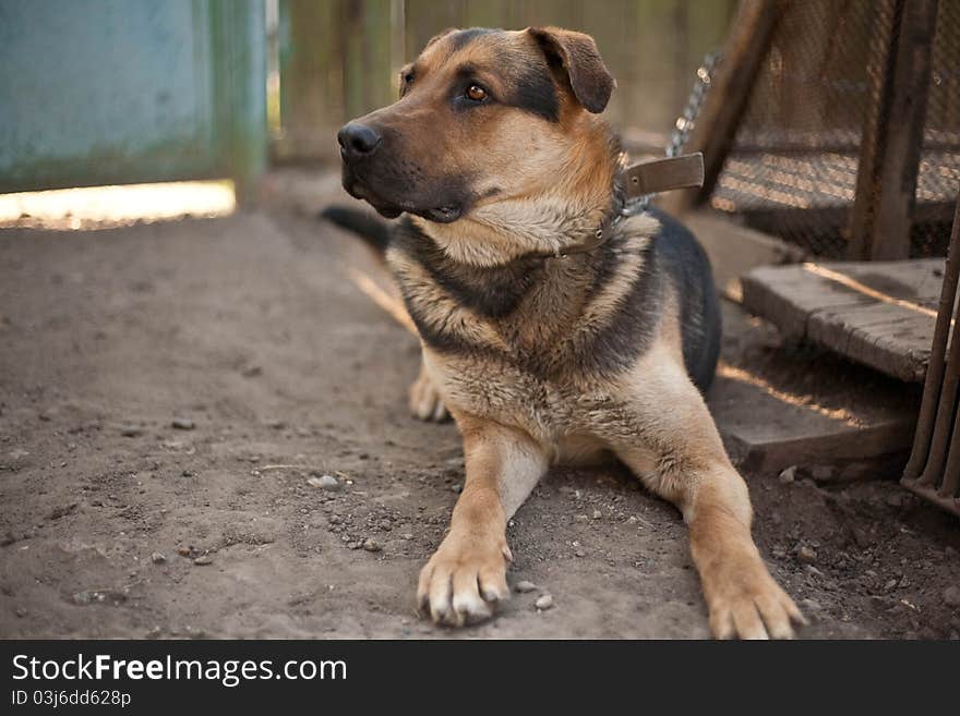 Dog sitting on a chain in the yard looking towards. Dog sitting on a chain in the yard looking towards