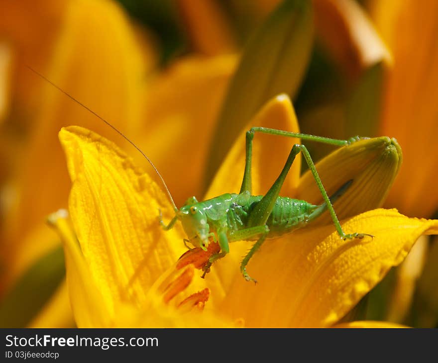 Green grasshopper on a bright yellow flower of Hemerocallis