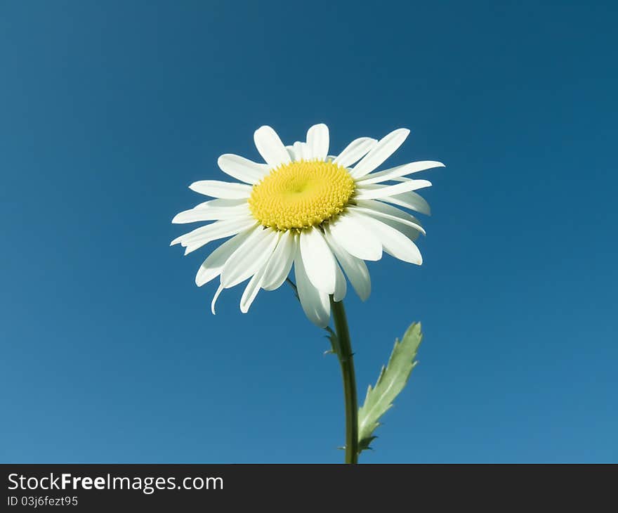 Daisy flower on blue sky background. Daisy flower on blue sky background