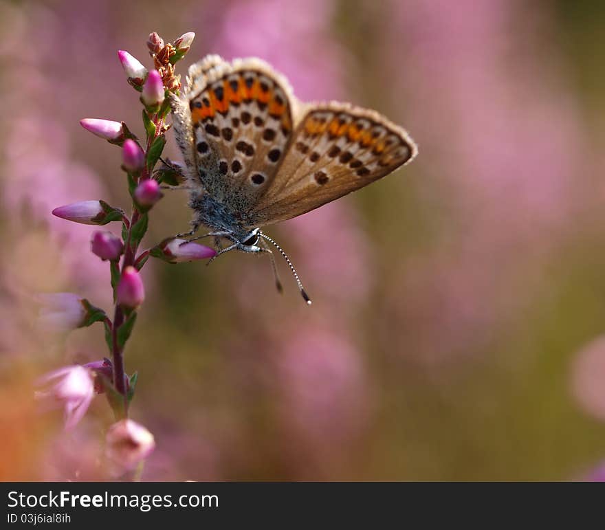 Beautiful butterfly on heath