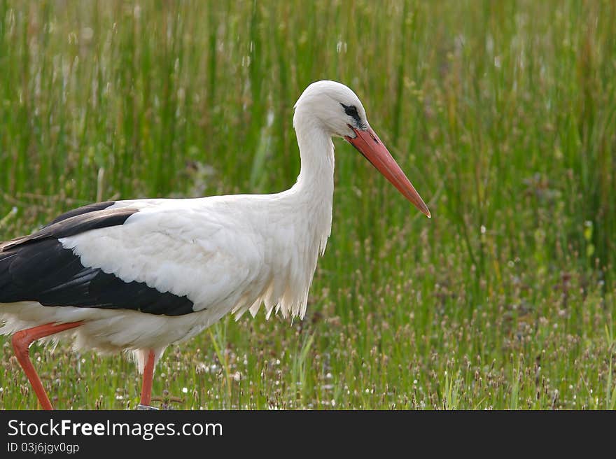 Stork