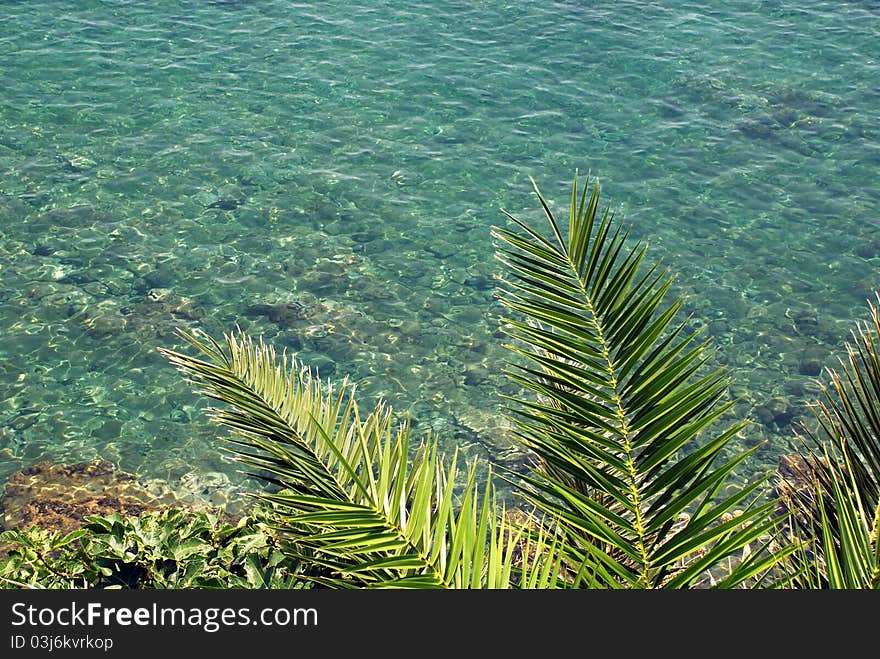 Palm leaves on the turquoise sea background. Palm leaves on the turquoise sea background