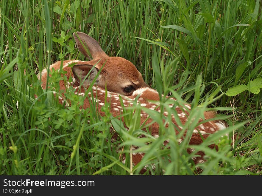 White-tailed Deer Fawn