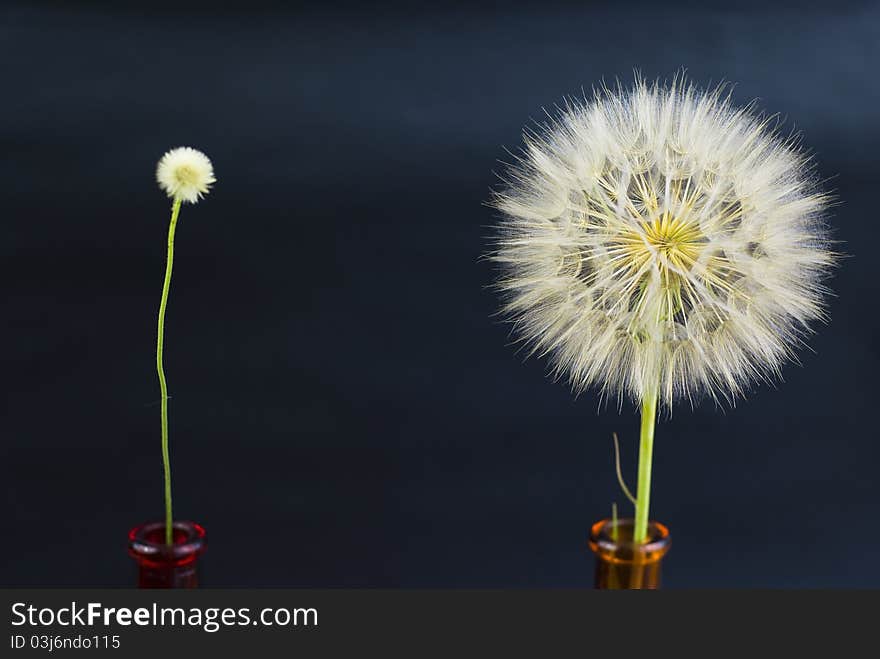 Big And Smol Beautiful Dandelions