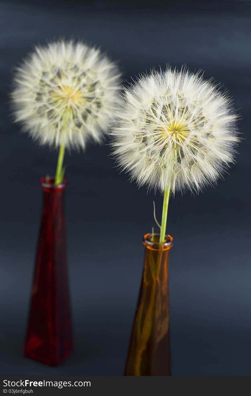 Beautiful dandelion on the black background. Beautiful dandelion on the black background