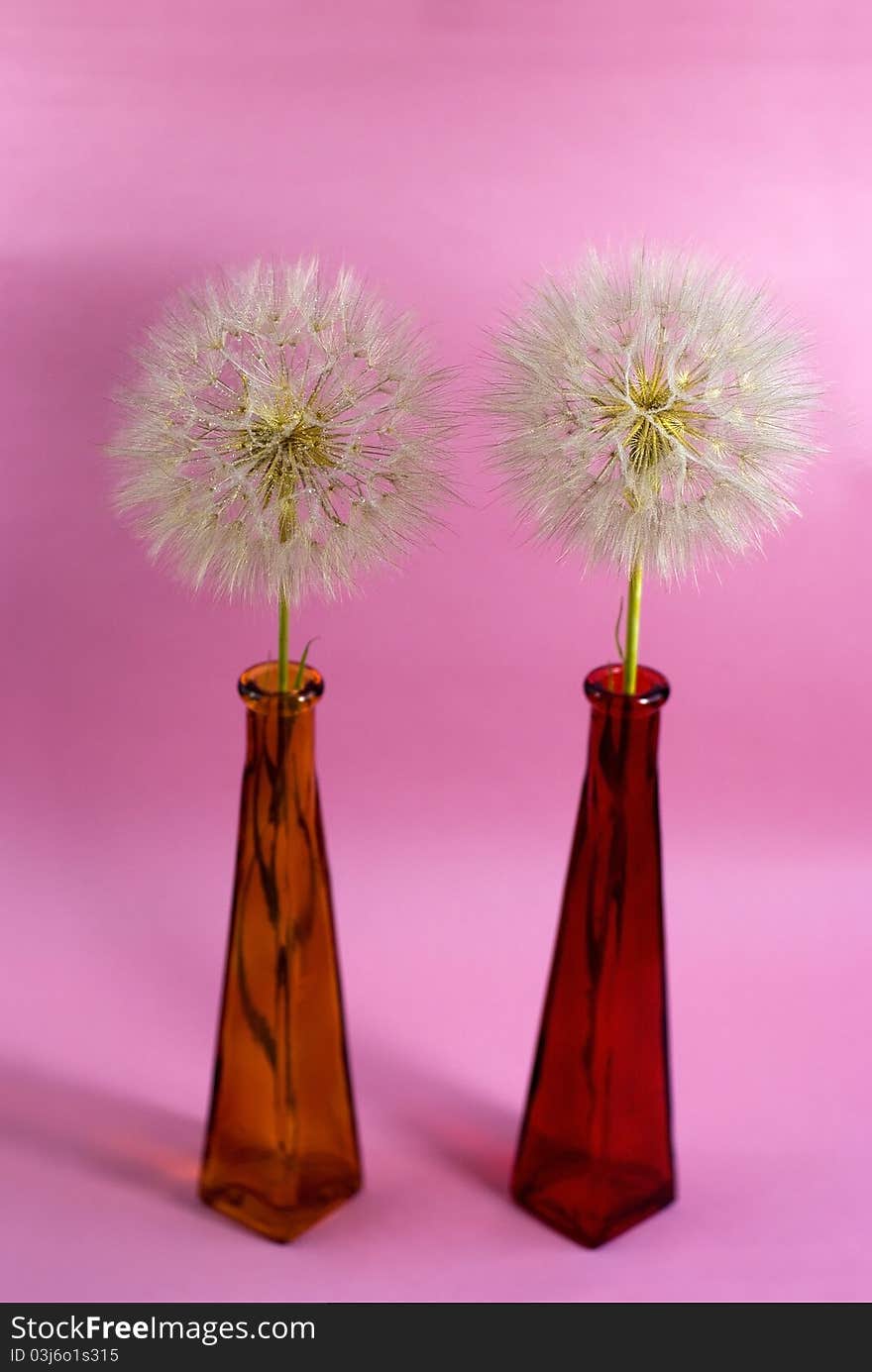 Dandelions on the pink background. Dandelions on the pink background