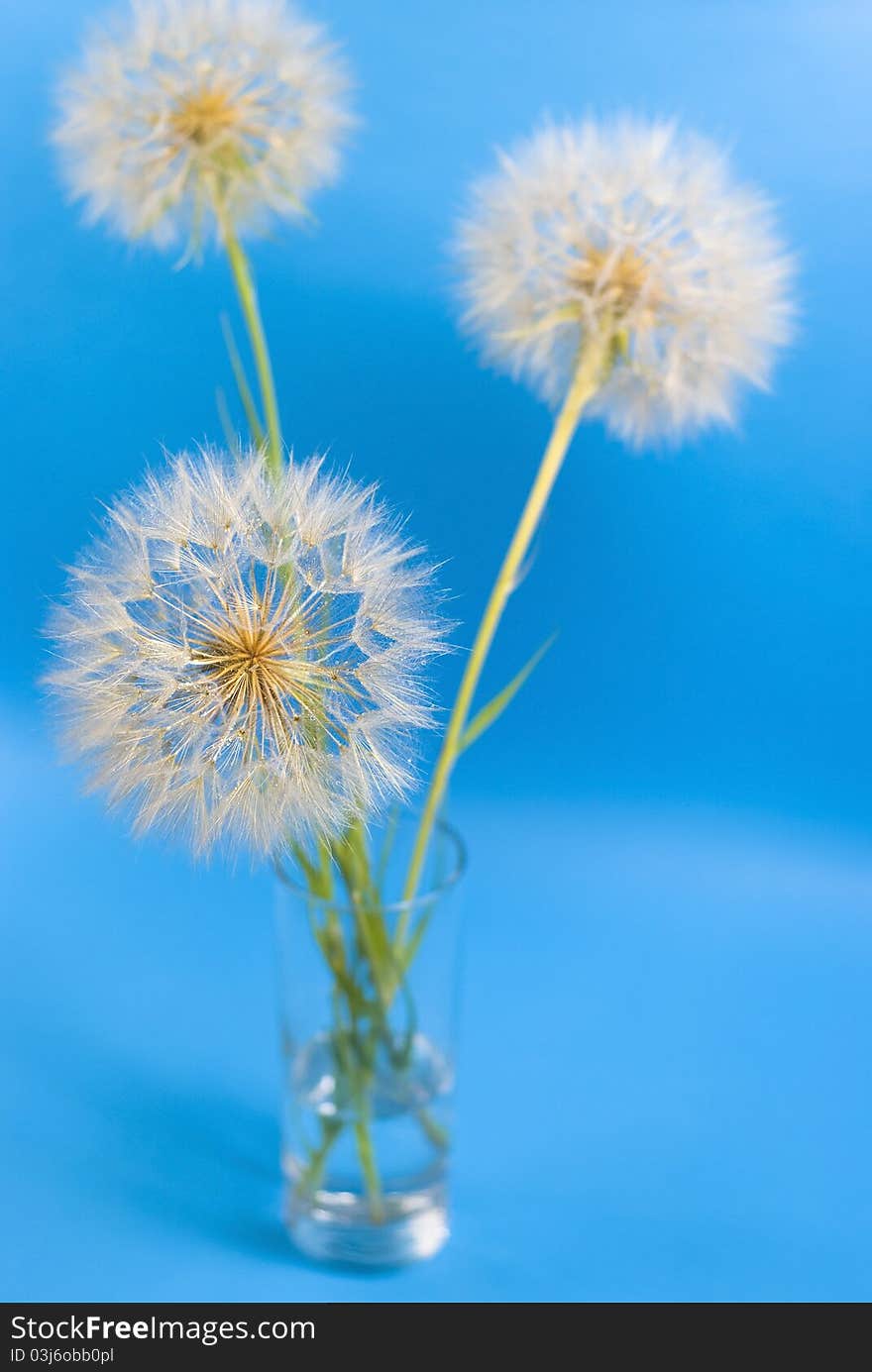 Three dandelions in the vase on the blue background. Three dandelions in the vase on the blue background