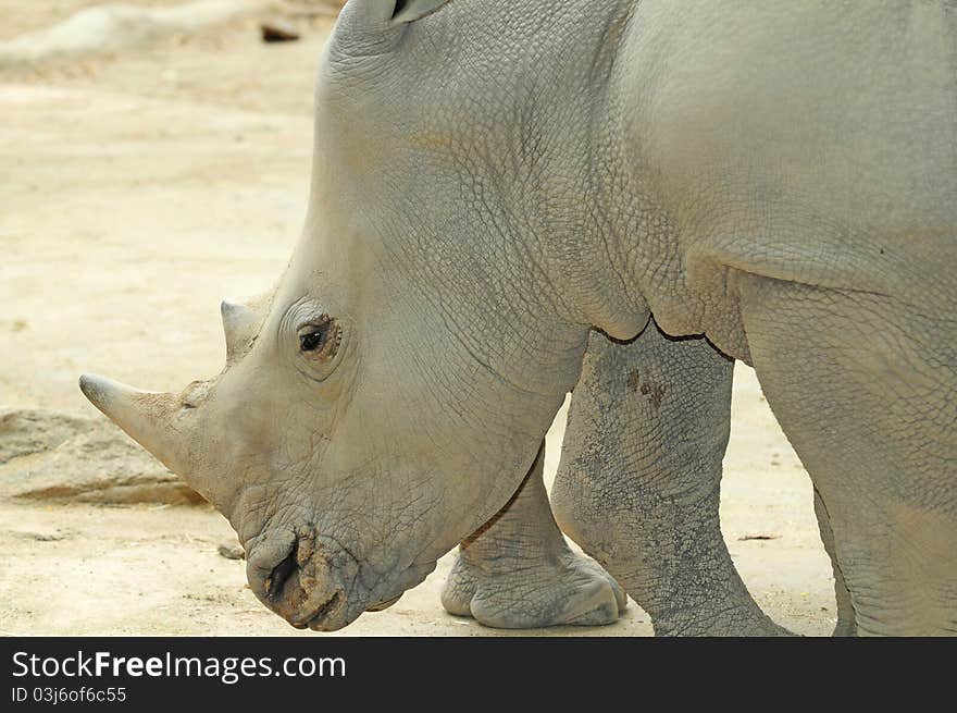 Closeup Portrait Of An Endangered White Rhinoceros. Closeup Portrait Of An Endangered White Rhinoceros